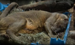 女人与动物性交视频,揭秘人类与动物性行为的禁忌真相